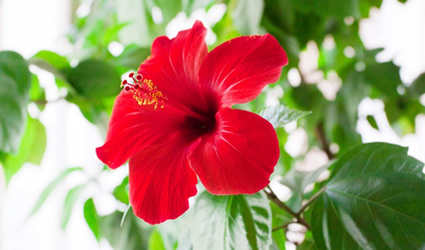 Fleur Hibiscus